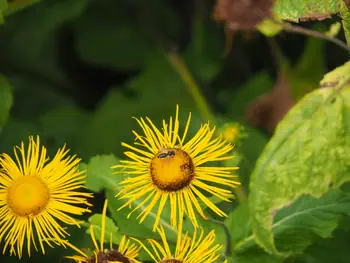 Kasteeltuinen Arcen (Nederland)